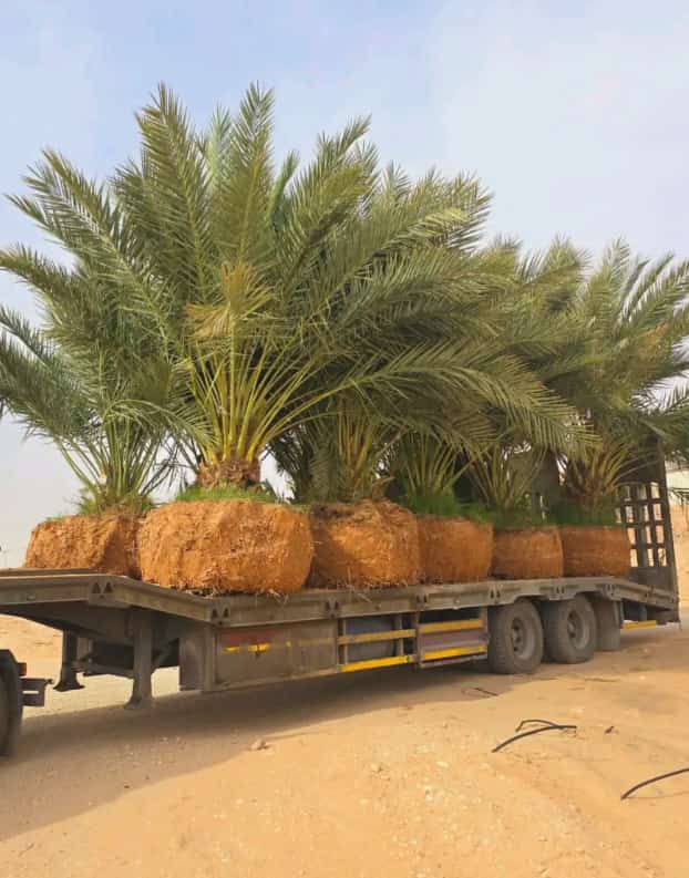 نخيل للبيع عربي مثمر وزينه واشنطني ملوكي