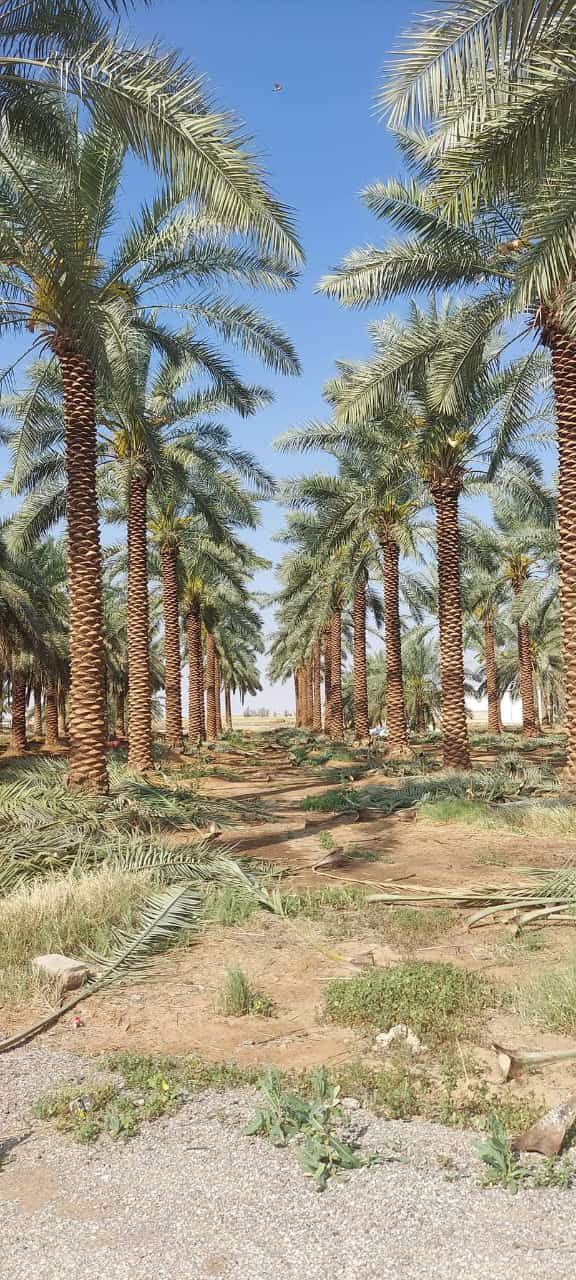 نخيل للبيع عربي مثمر وزينه واشنطني ملوكي