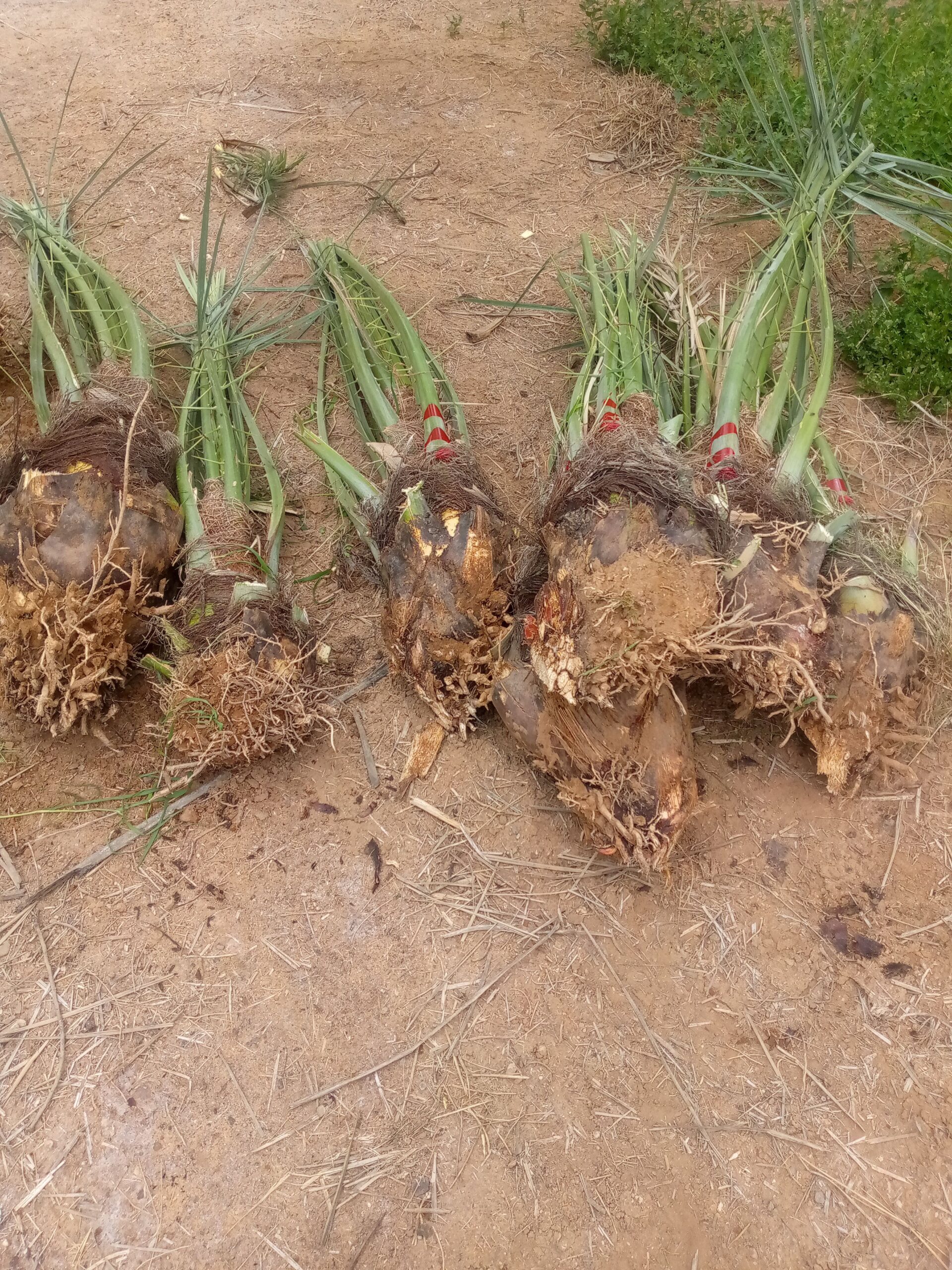 فراخه وجثايث وفسايل طيبه