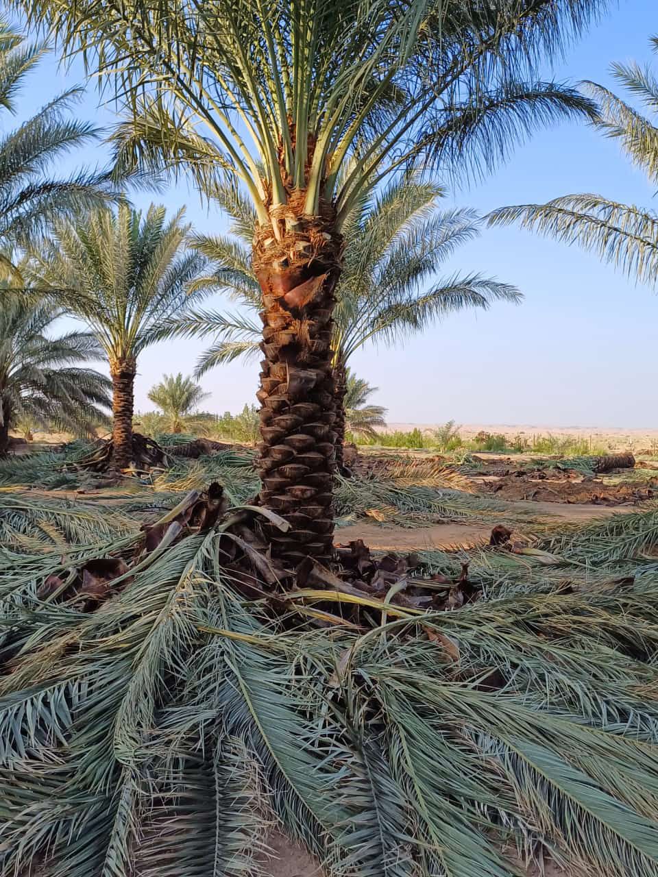 نخل للبيع بجميع انواعه ومقاساته