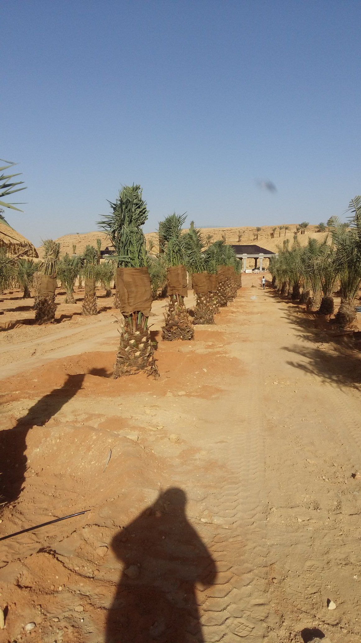 توريد جميع انواع النخيل الزينة والمثمره وتوريد وتر