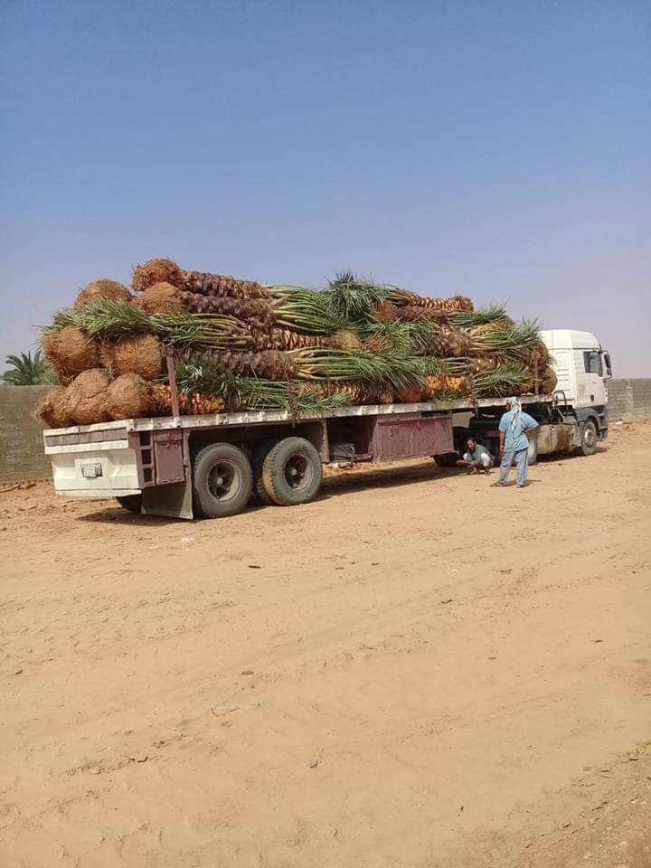 توريد جميع انواع النخيل الزينة والمثمره وتوريد وتر