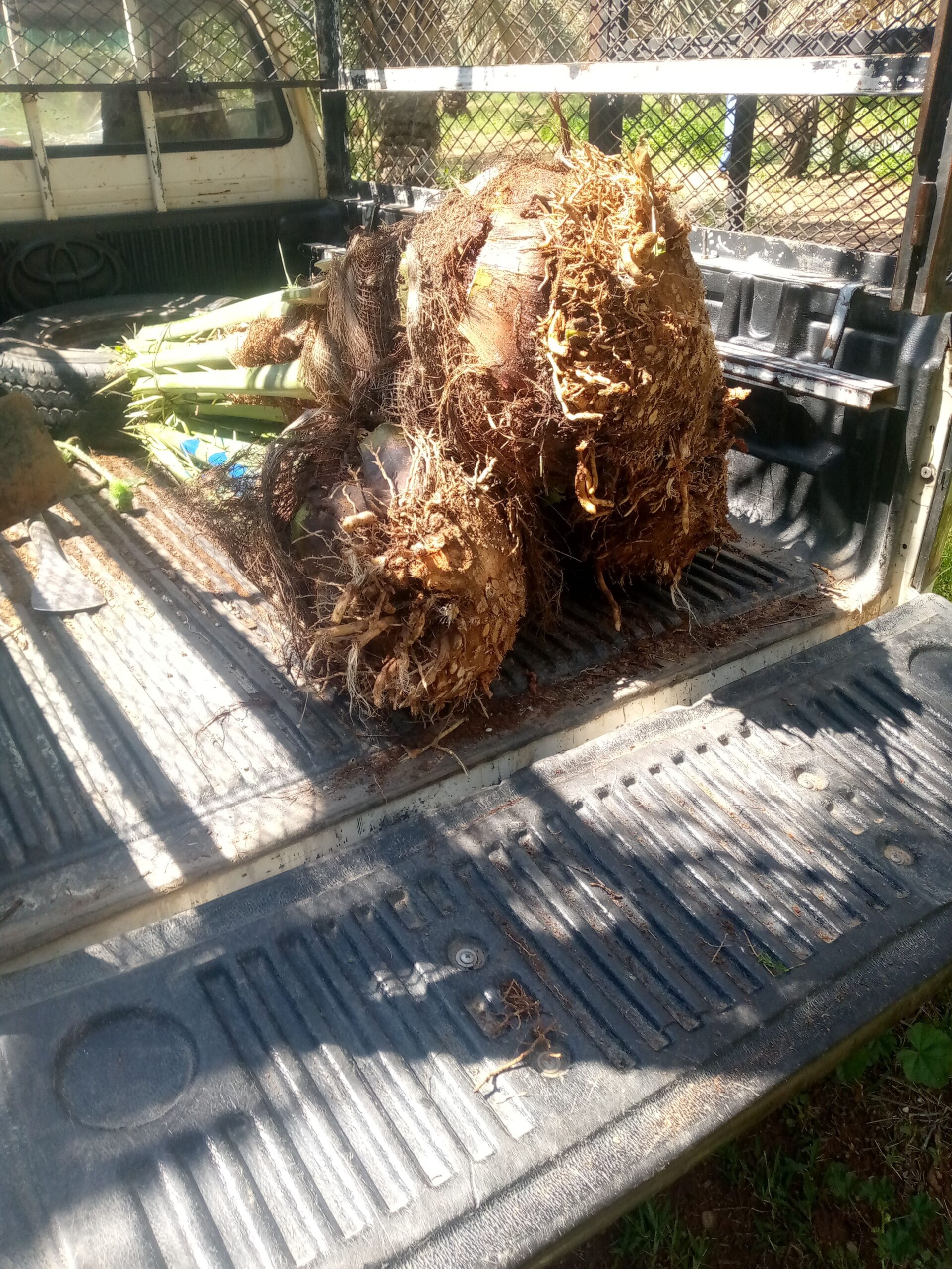 فراخه وجثايث وفسايل طيبه