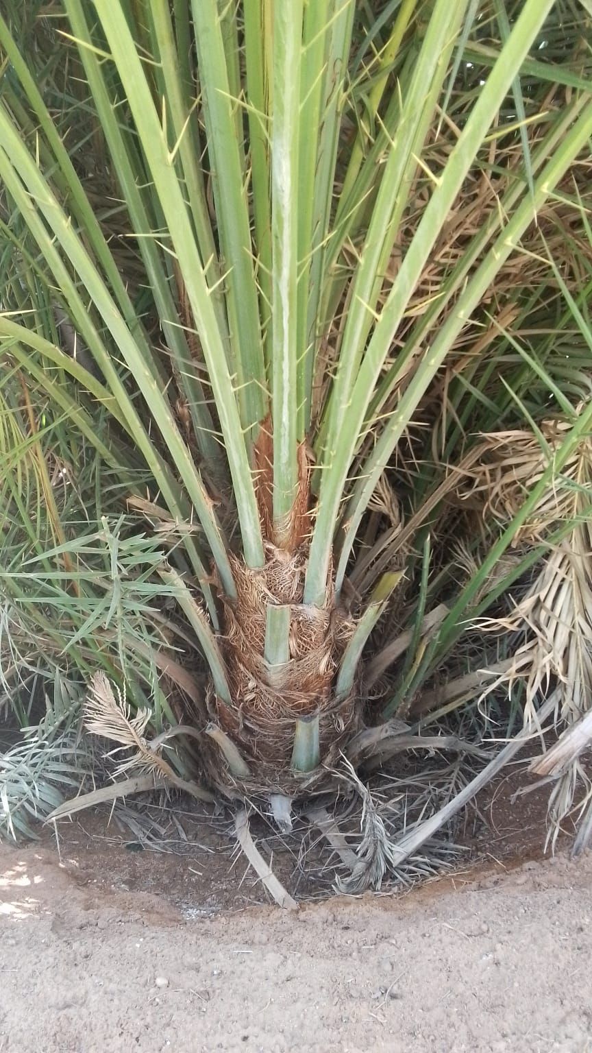 فراخه وجثايث وفسايل طيبه