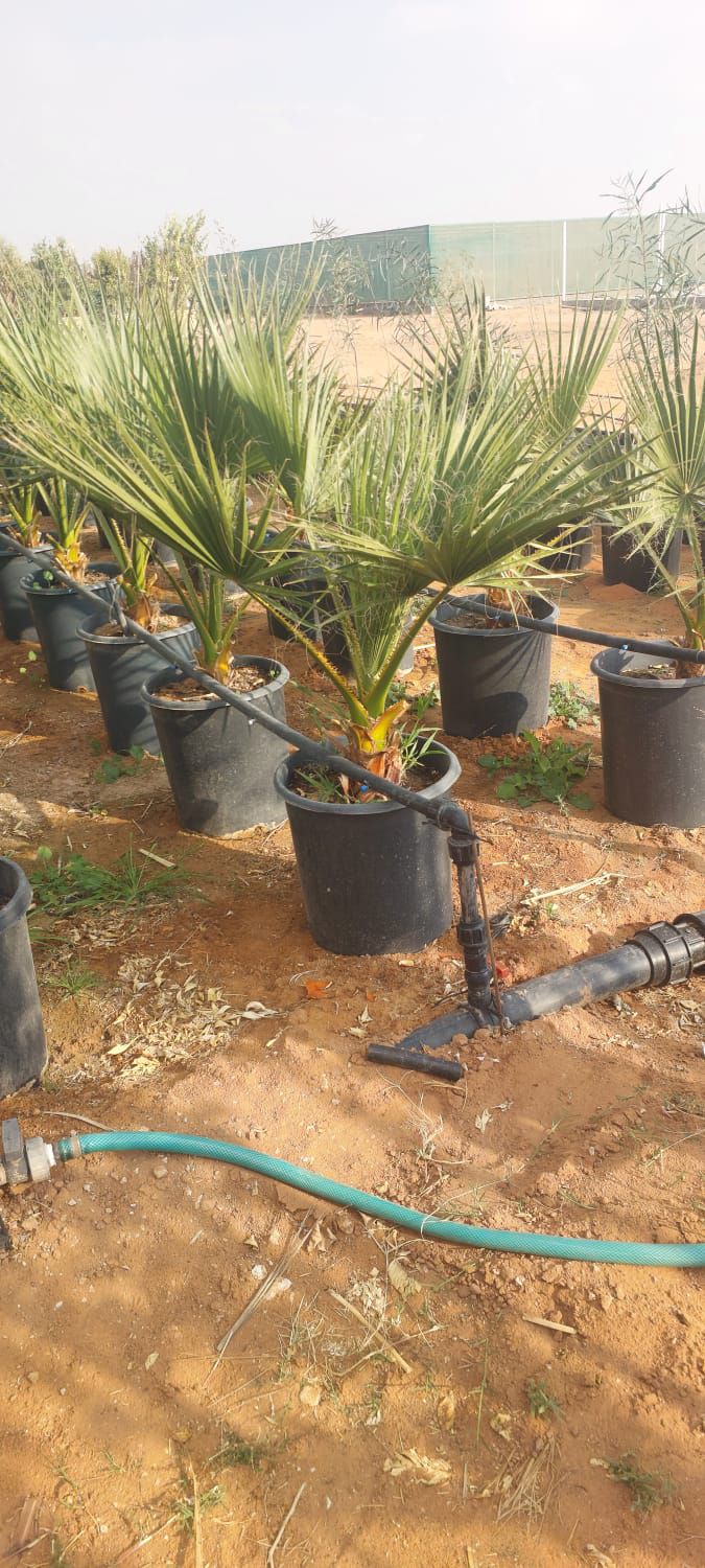 نخيل للبيع بجميع انواعه ومقاساته