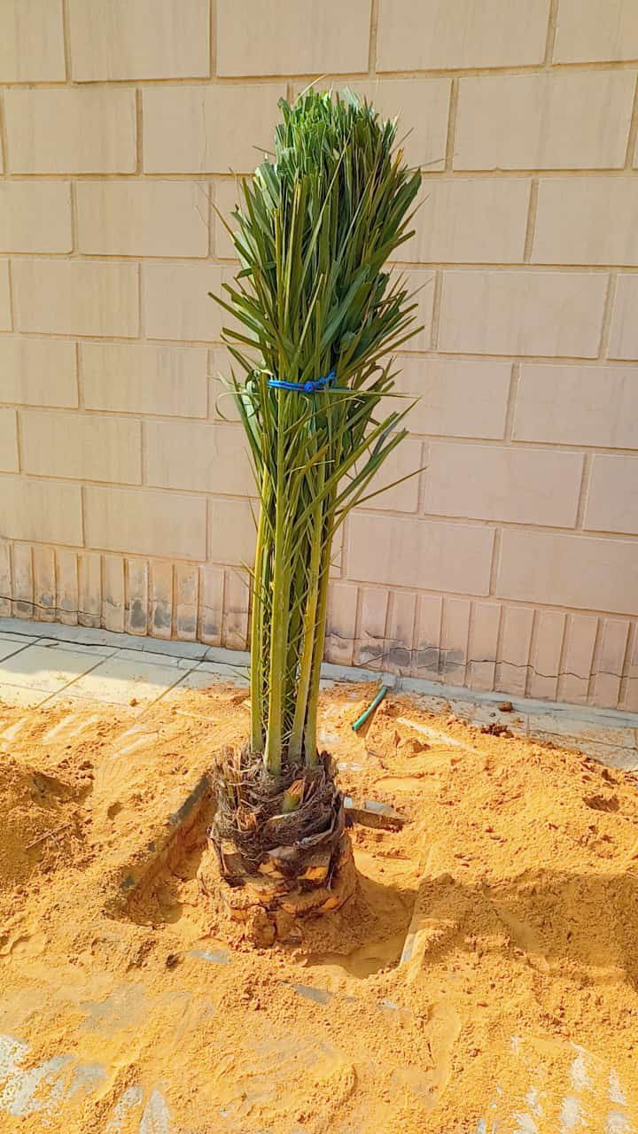 نخل للبيع بجميع انواعه ومقاساته