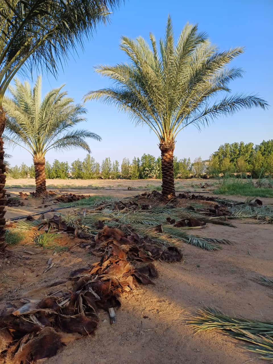 نخل للبيع بجميع انواعه ومقاساته