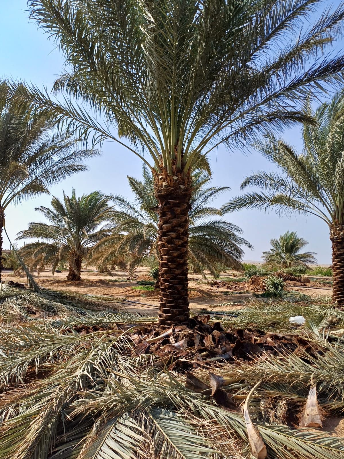 نخل للبيع بجميع انواعه ومقاساته