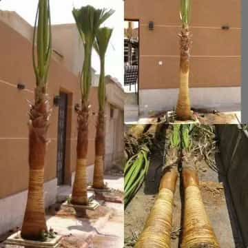 توريد النخيل