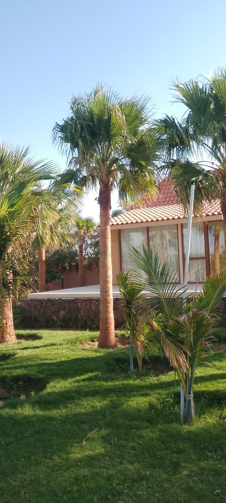 نخيل للبيع عربي مثمر وزينه واشنطني ملوكي