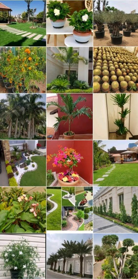 نخيل للبيع عربي مثمر وزينه واشنطني ملوكي