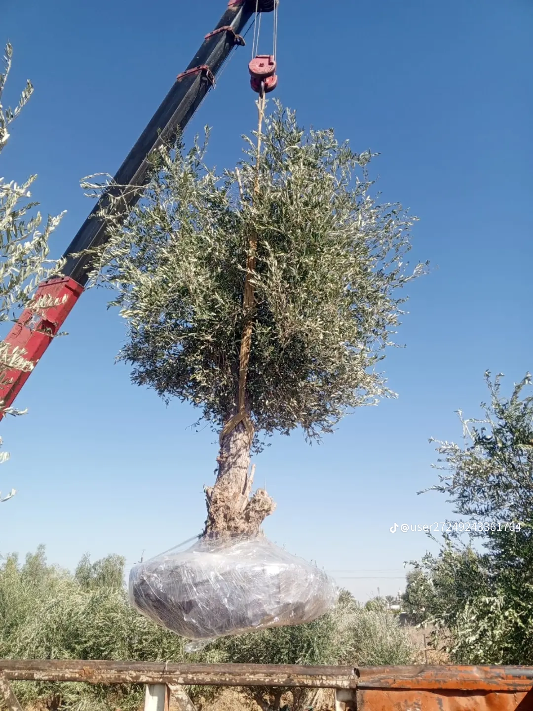 مقاول شبوك ونخيل واشجار زيتون