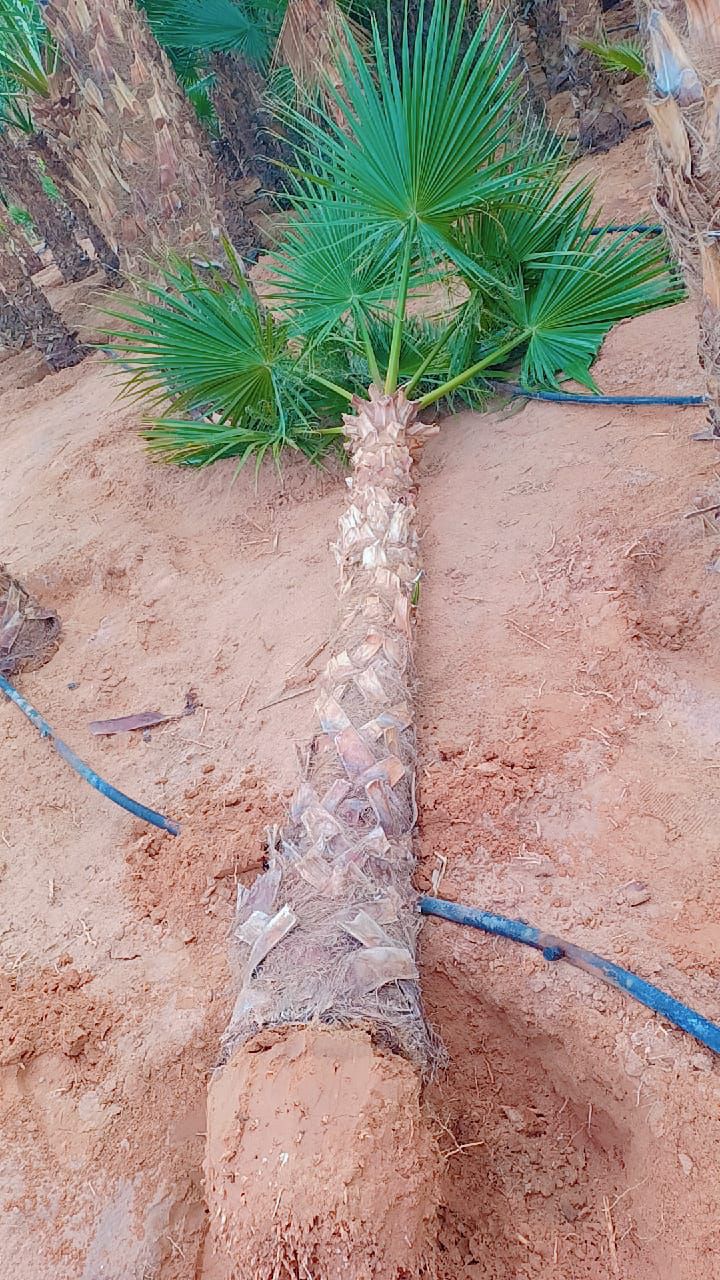 نخيل للبيع عربي مثمر وزينه واشنطني ملوكي