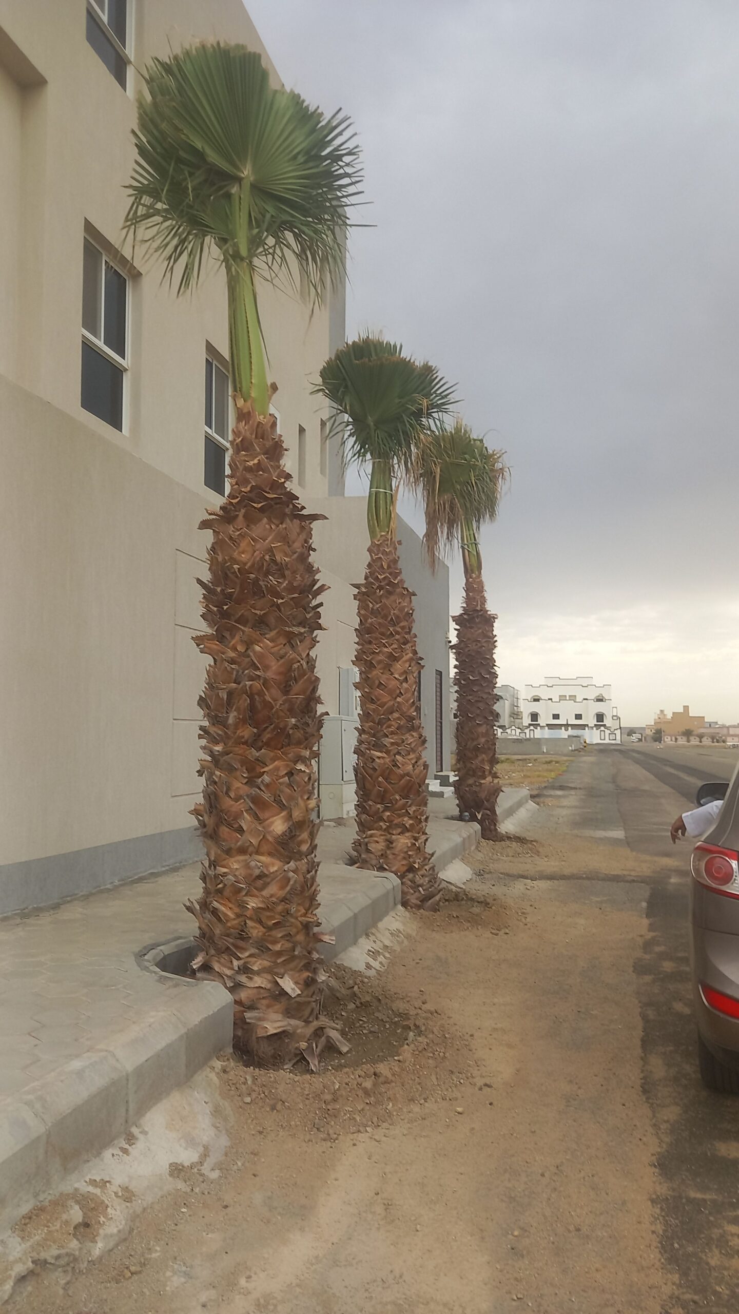 نخيل للبيع بجميع انواعه ومقاساته