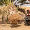 توريد النخيل
