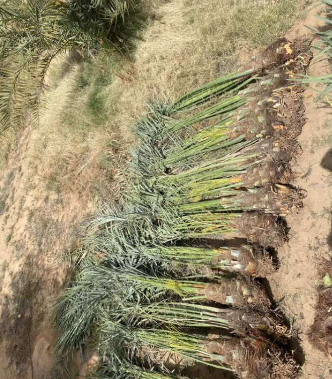 نخل القصيم جثايث فسايل نقابل فراخه