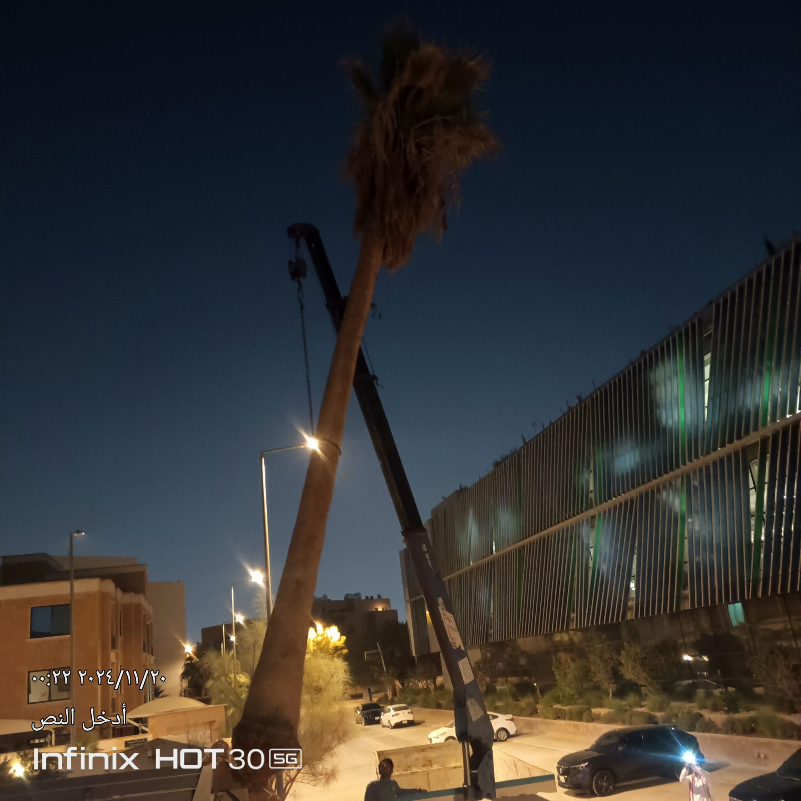 توريد النخيل