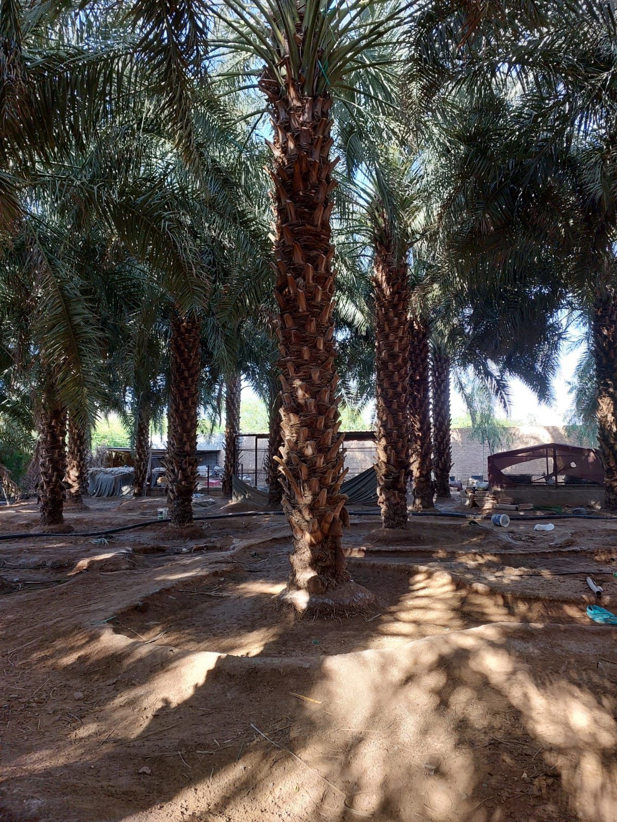 نخيل للبيع عربي مثمر وزينه واشنطني ملوكي