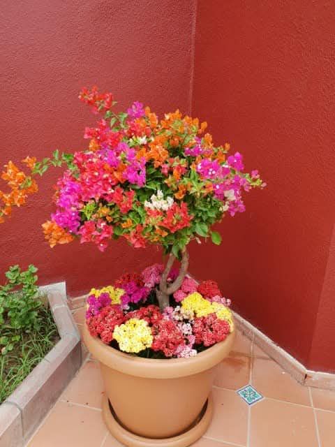 نخيل للبيع عربي مثمر وزينه واشنطني ملوكي