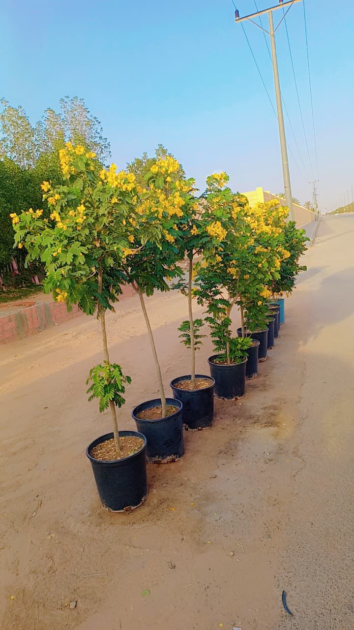 نخيل للبيع عربي مثمر وزينه واشنطني ملوكي