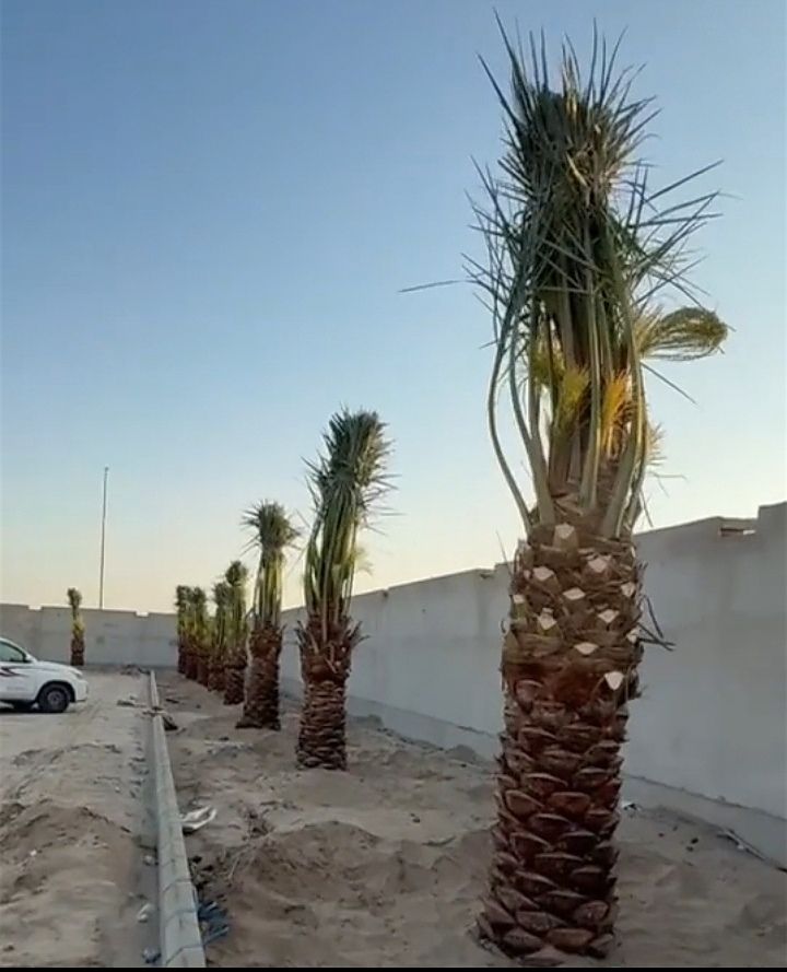 نخل للبيع جثايث فسايل نقابل فراخه