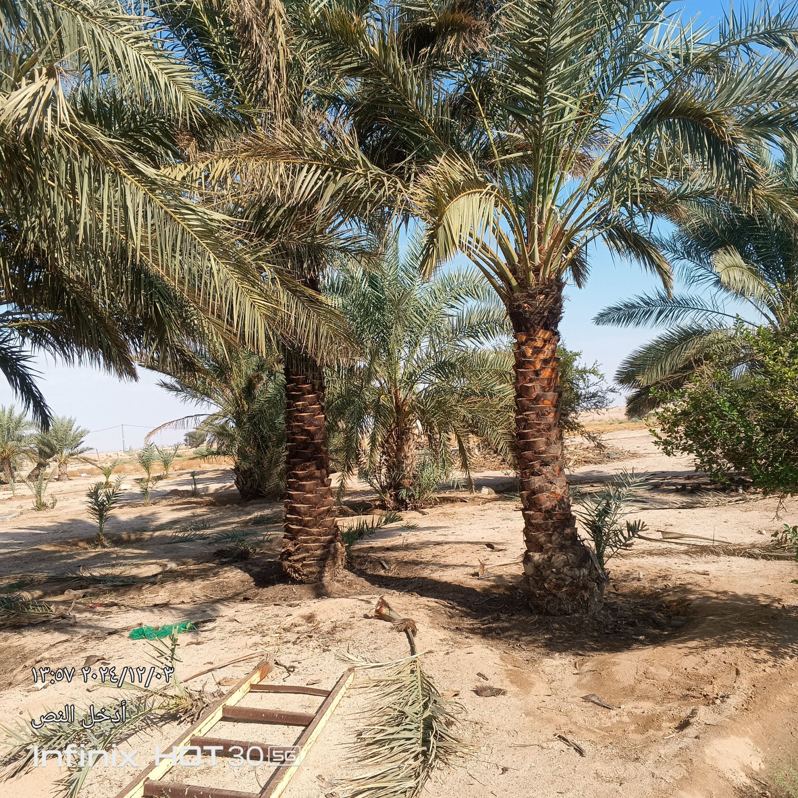 توريد النخيل