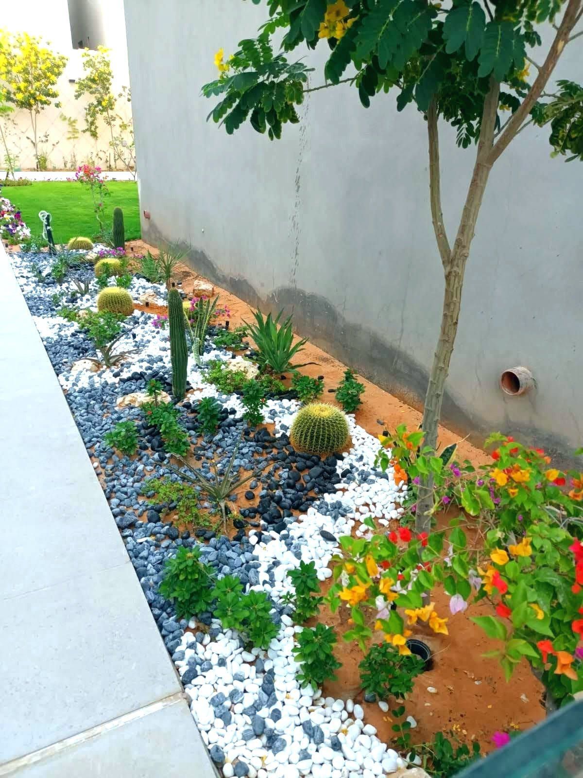 نخيل للبيع بجميع انواعه ومقاساته