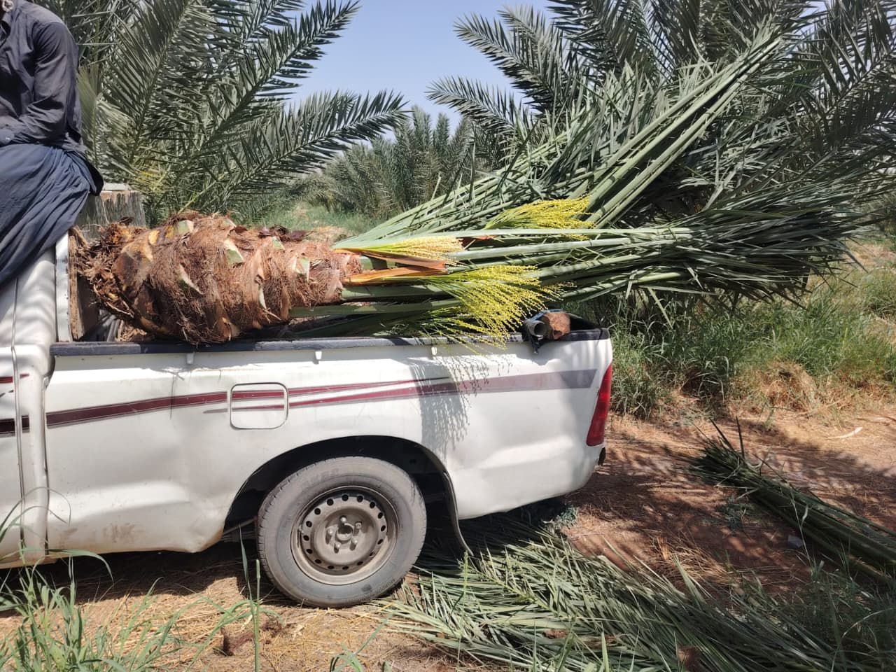 نخيل للبيع بجميع انواعه ومقاساته