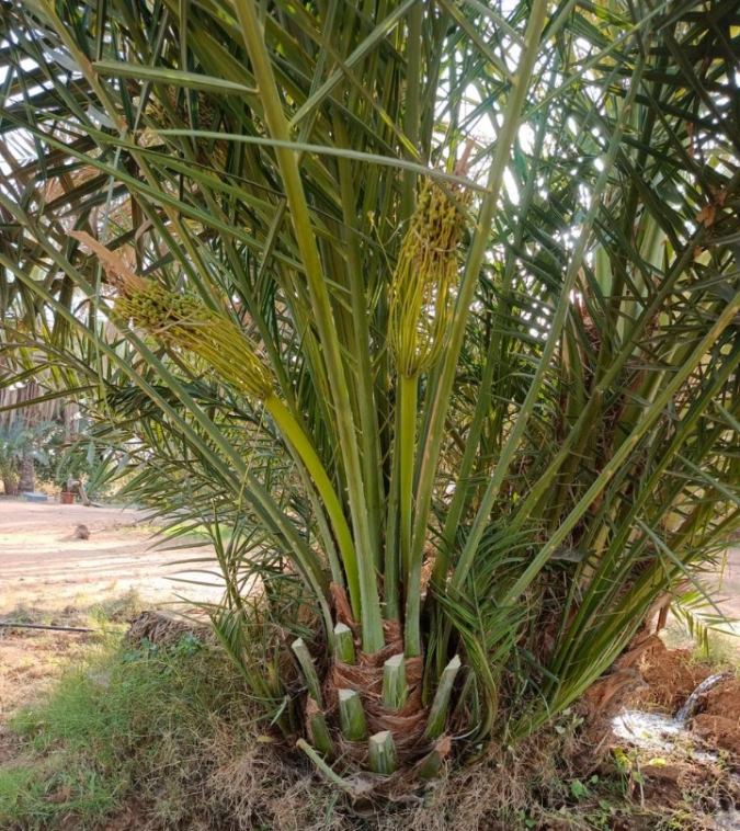 نخل القصيم جثايث فسايل نقابل فراخه