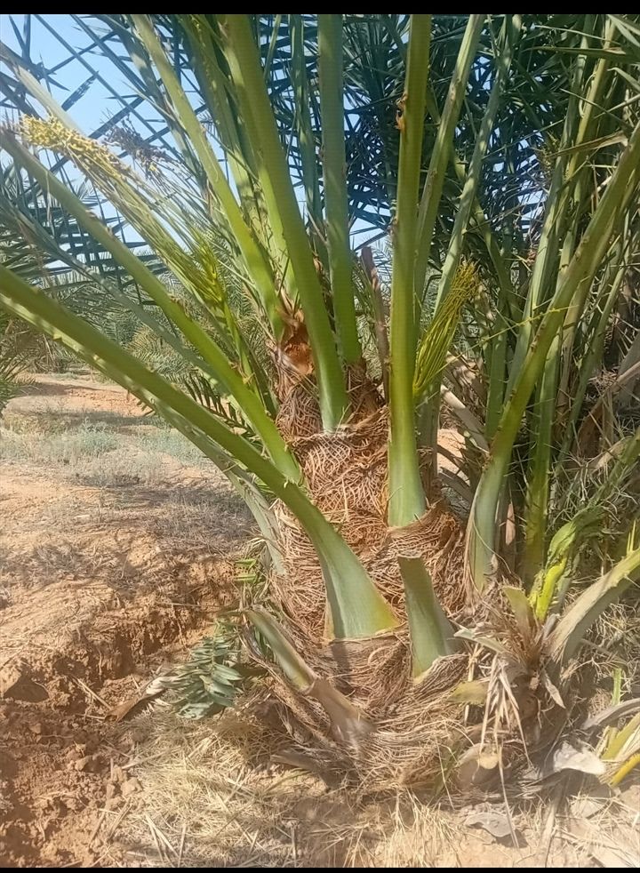 نخل للبيع جثايث فسايل نقابل فراخه