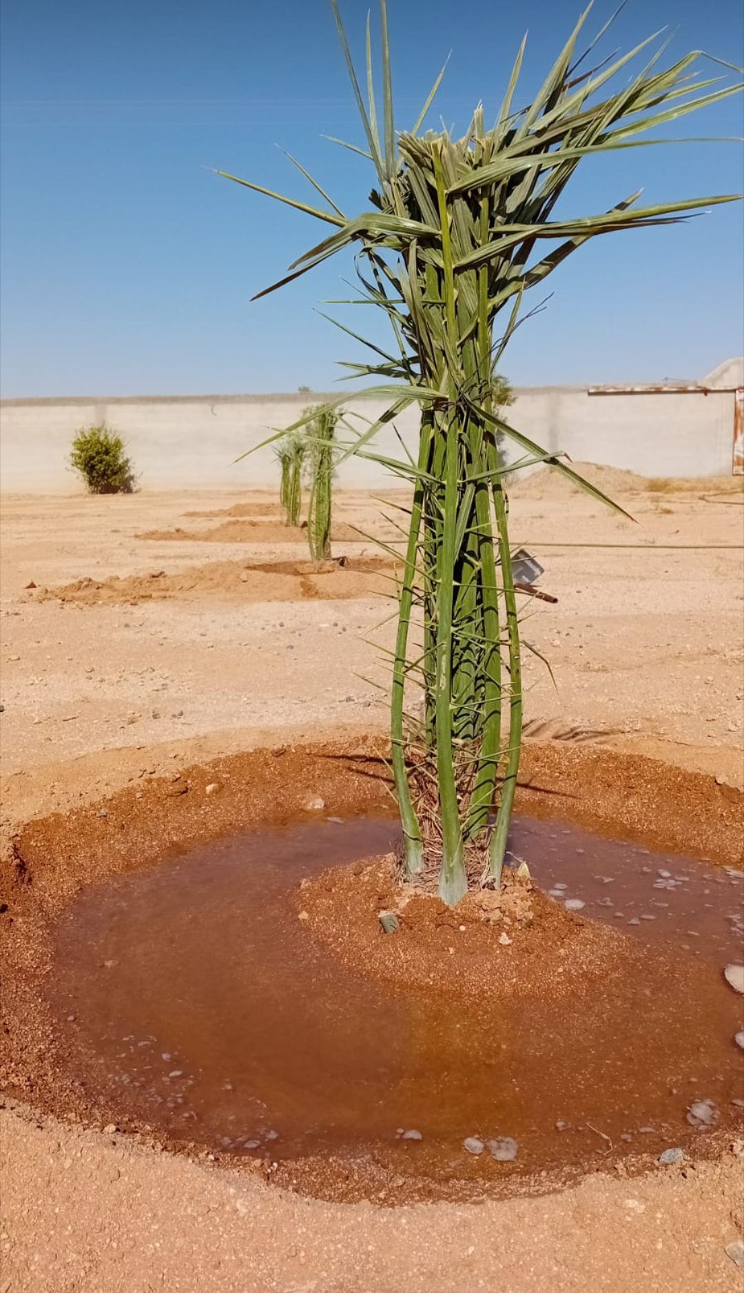 توريد النخيل