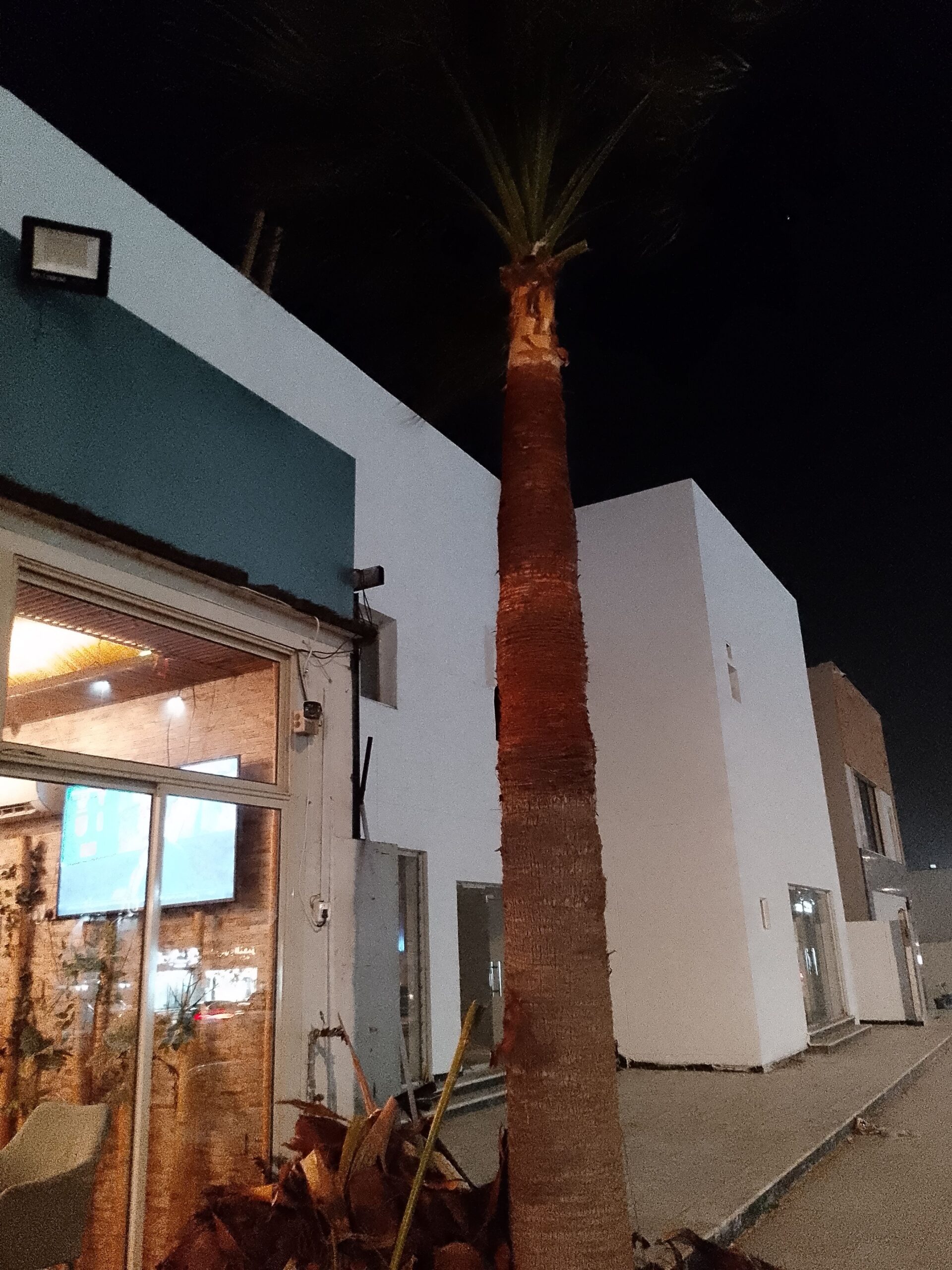 تنظيف الواشنطونيا وتجهيز احواض زراعية وقطع اشجار