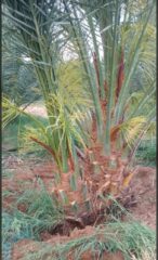 ce0eea1f-19ba-4df7-bad0-265024ff6678