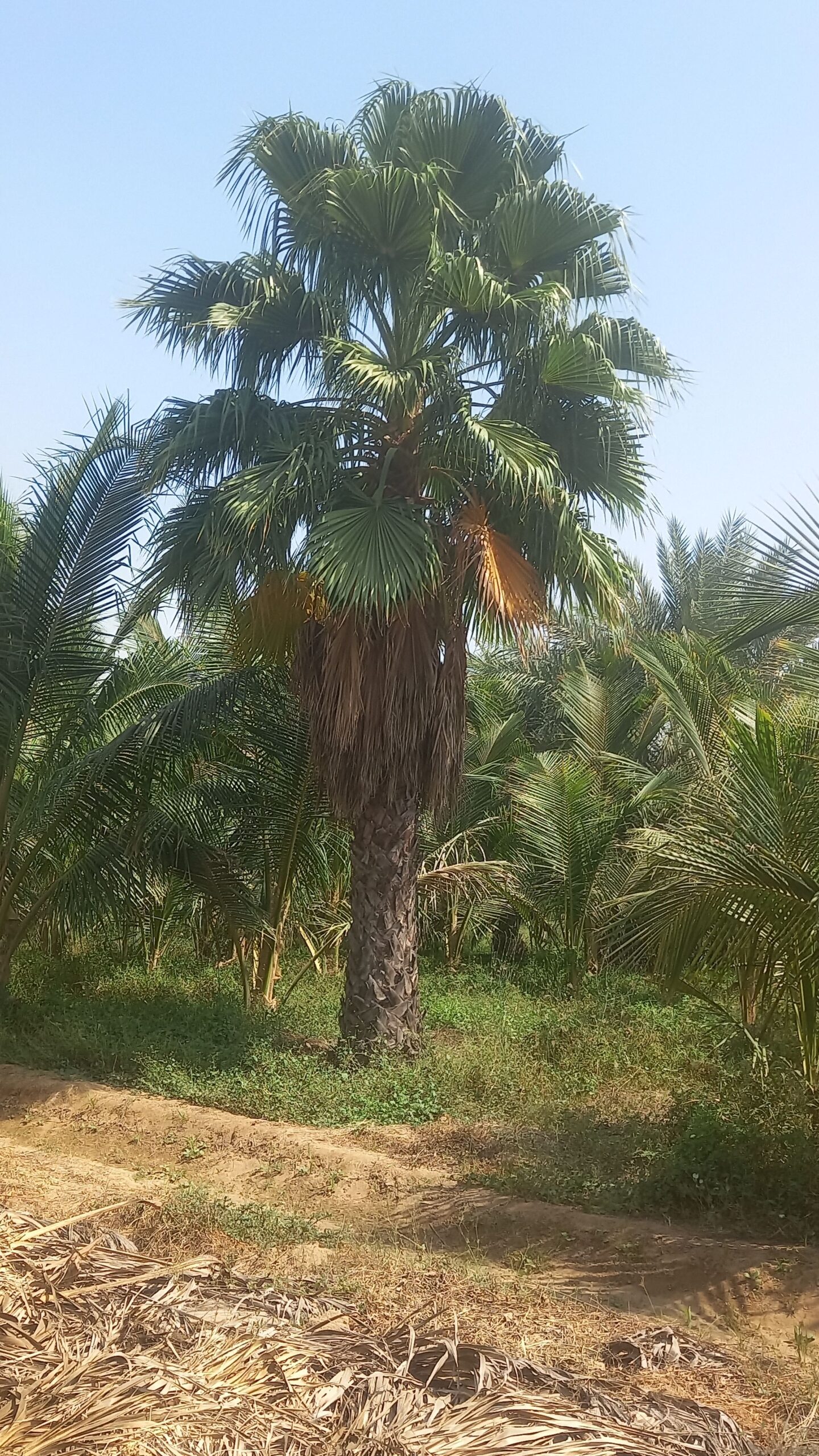 نخيل للبيع بجميع انواعه ومقاساته