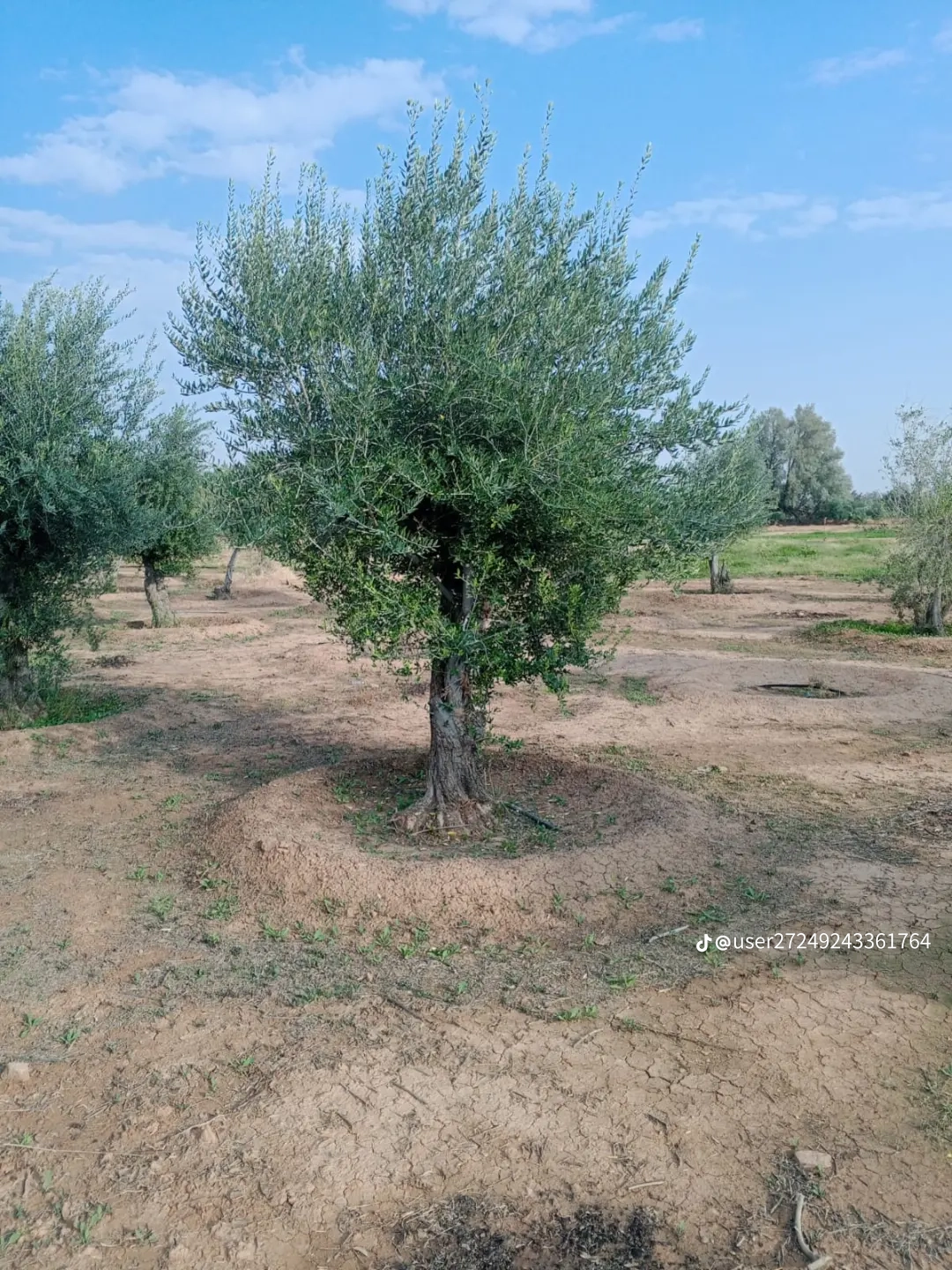 مقاول شبوك ونخيل واشجار زيتون