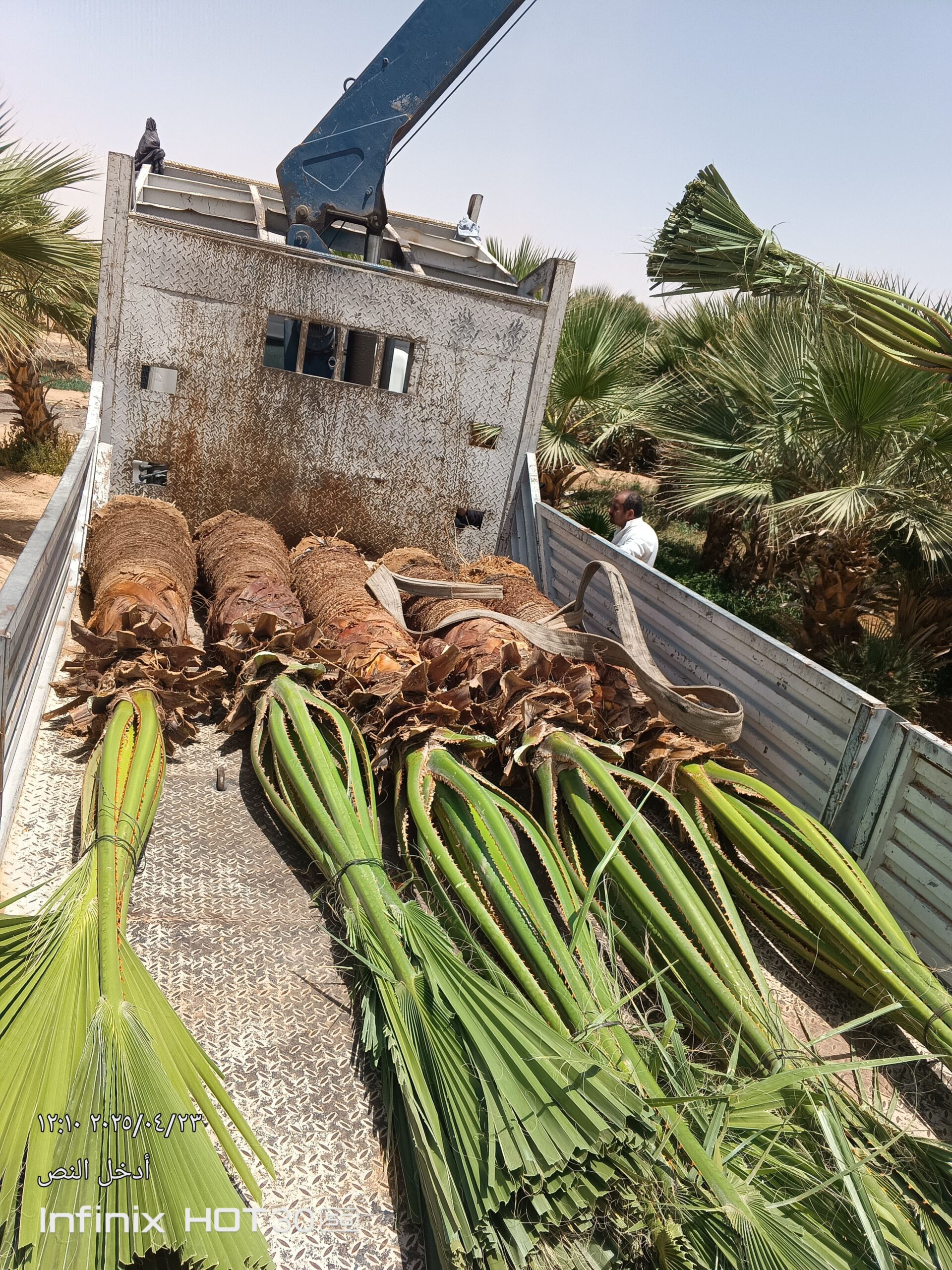 توريد النخيل