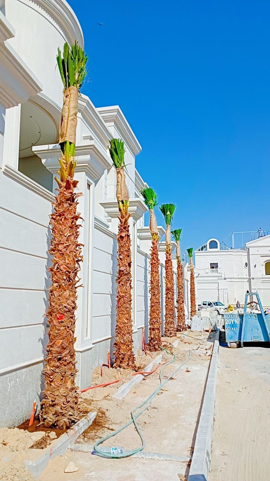 نخيل للبيع بجميع انواعه ومقاساته