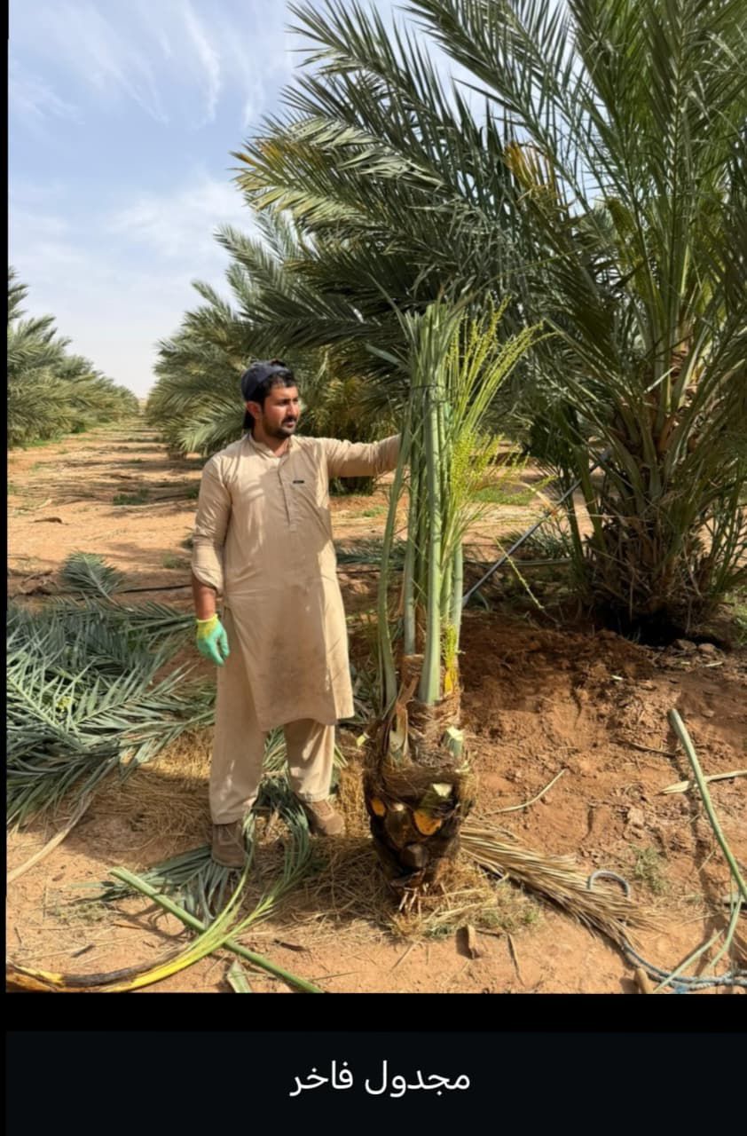 نخيل للبيع بجميع انواعه ومقاساته