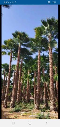 توريد النخيل