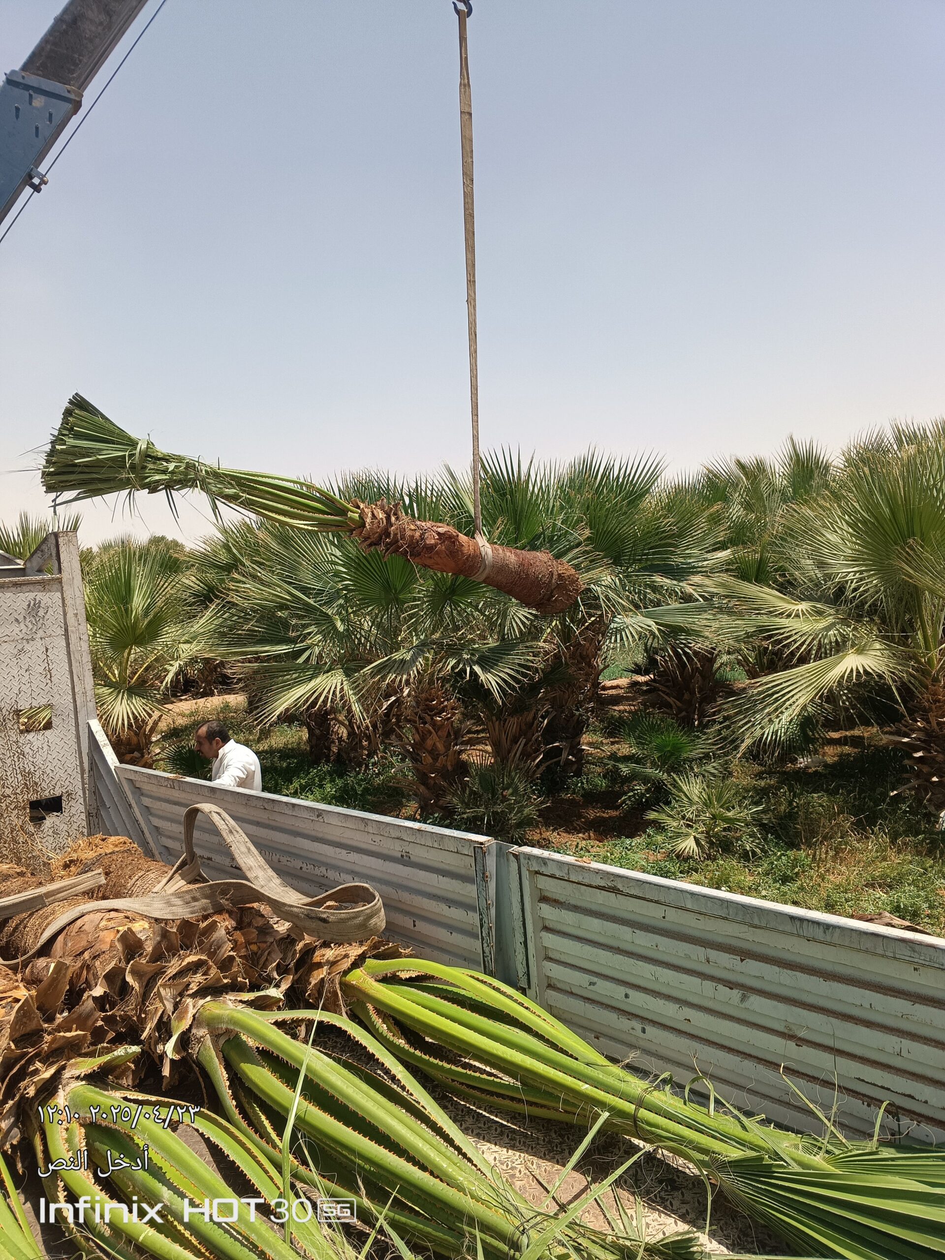 توريد النخيل