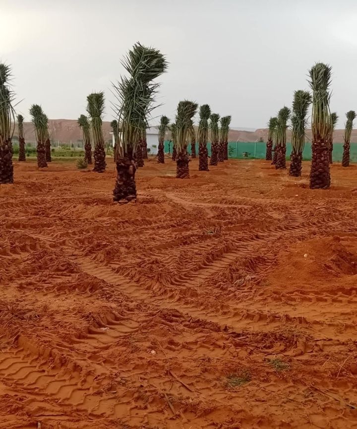 نخل للبيع جثايث فسايل نقابل فراخه