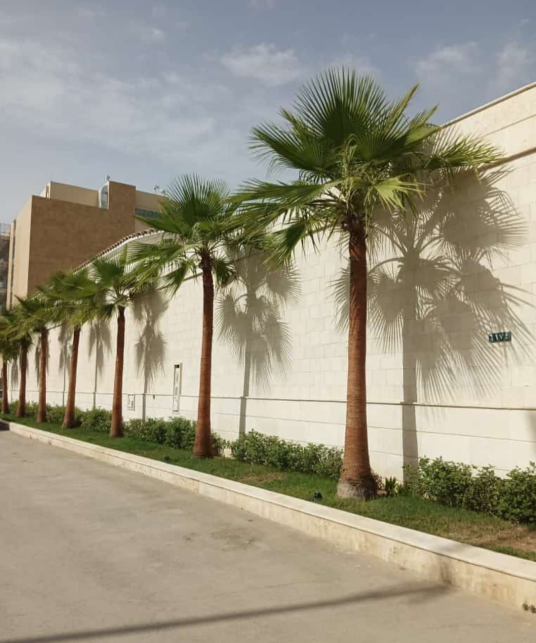 نخيل للبيع بجميع انواعه ومقاساته