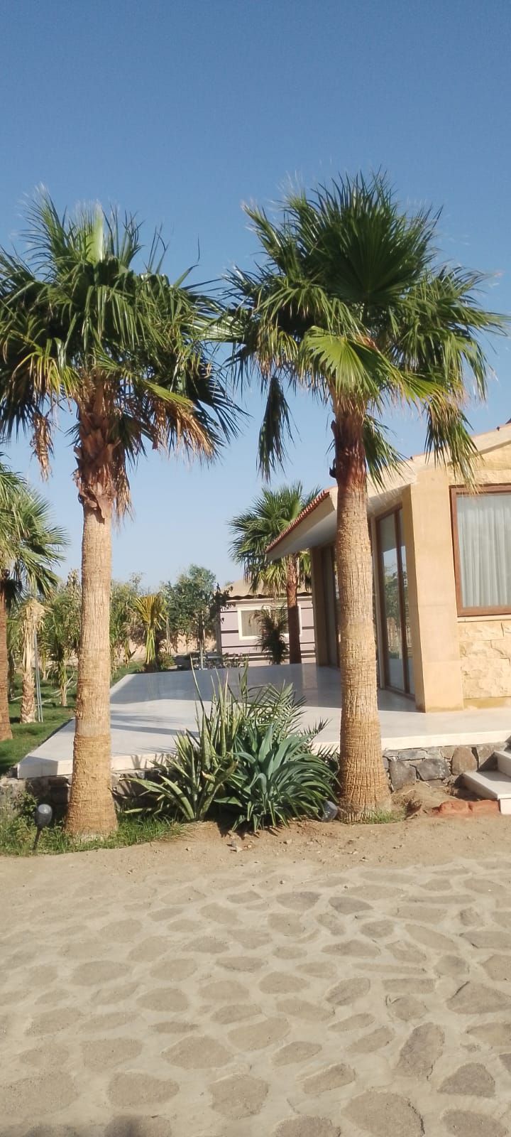 نخيل للبيع عربي مثمر وزينه واشنطني ملوكي