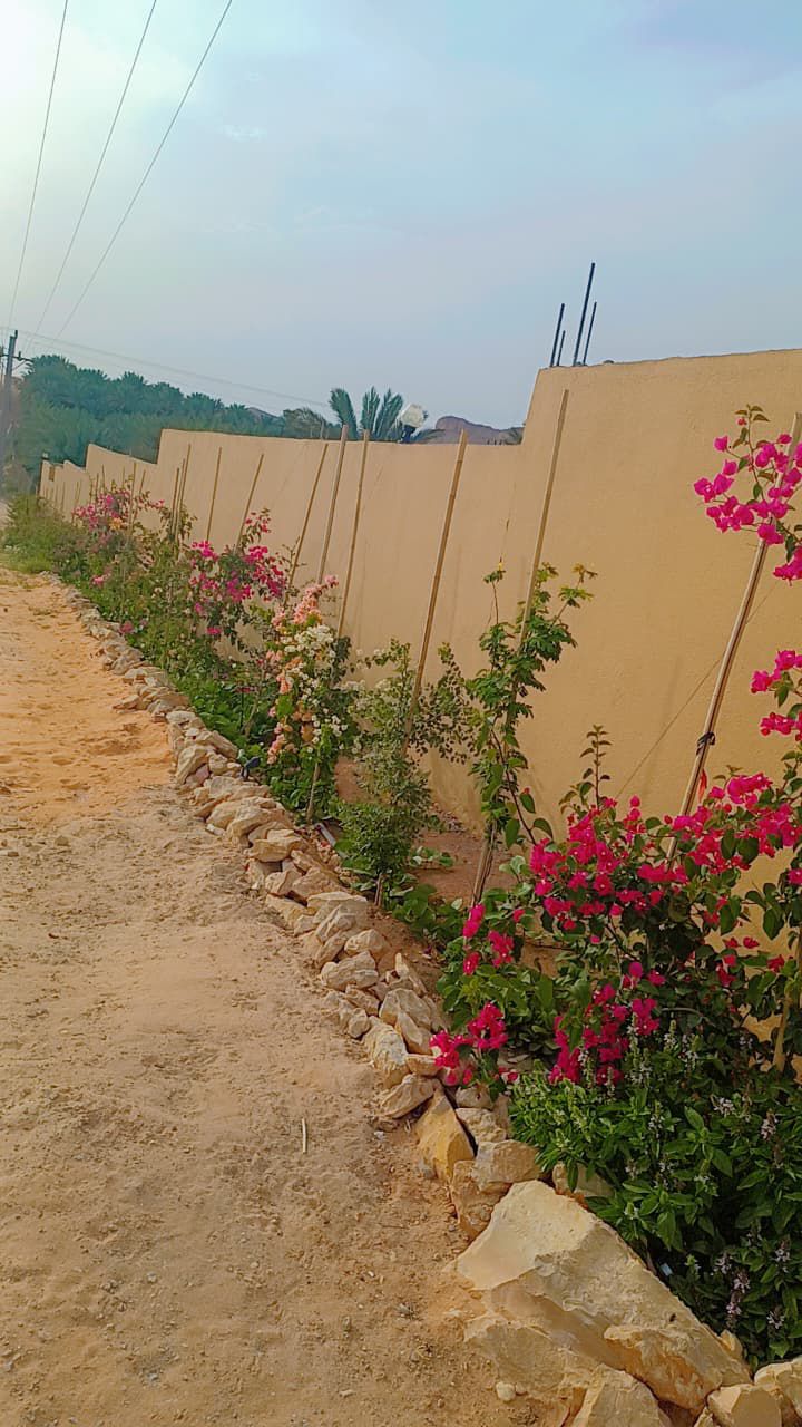 نخيل للبيع بجميع انواعه ومقاساته