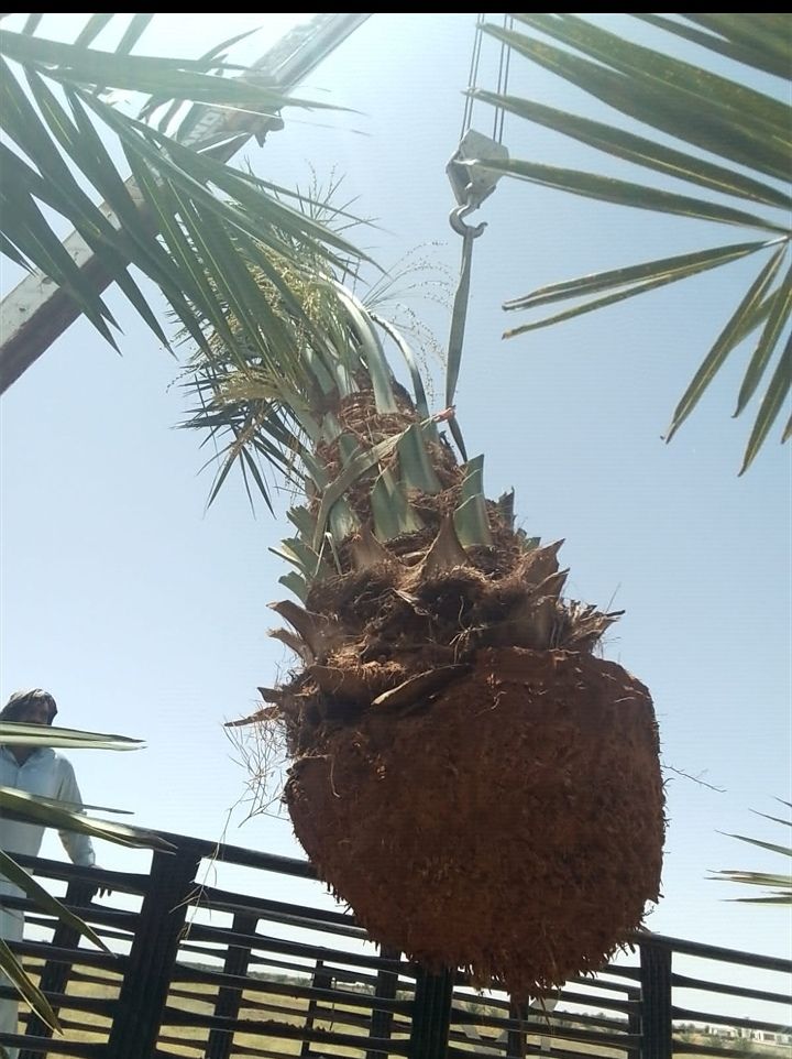 نخل للبيع جثايث فسايل نقابل فراخه