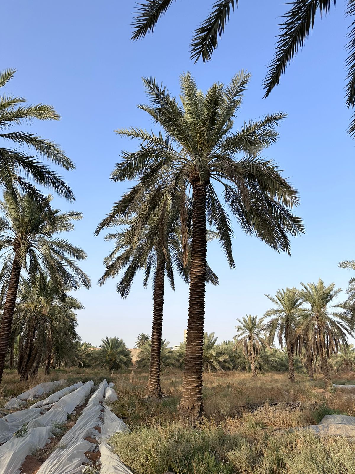 نخيل للبيع بجميع انواعه ومقاساته نخل عربي مثمر ونخ