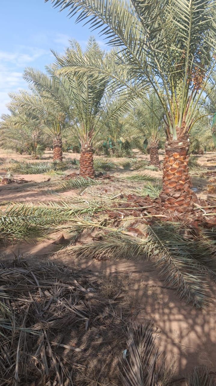 نخيل للبيع بجميع انواعه ومقاساته نخل عربي مثمر ونخ