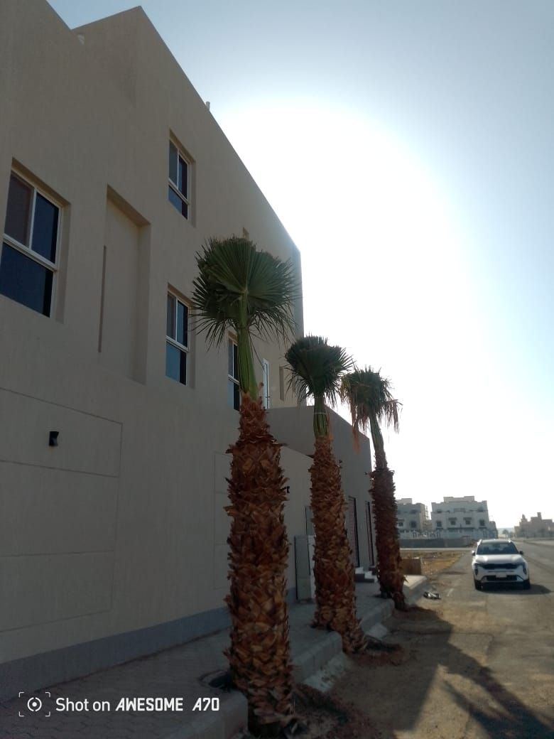 نخيل للبيع بجميع انواعه ومقاساته نخل عربي مثمر ونخ