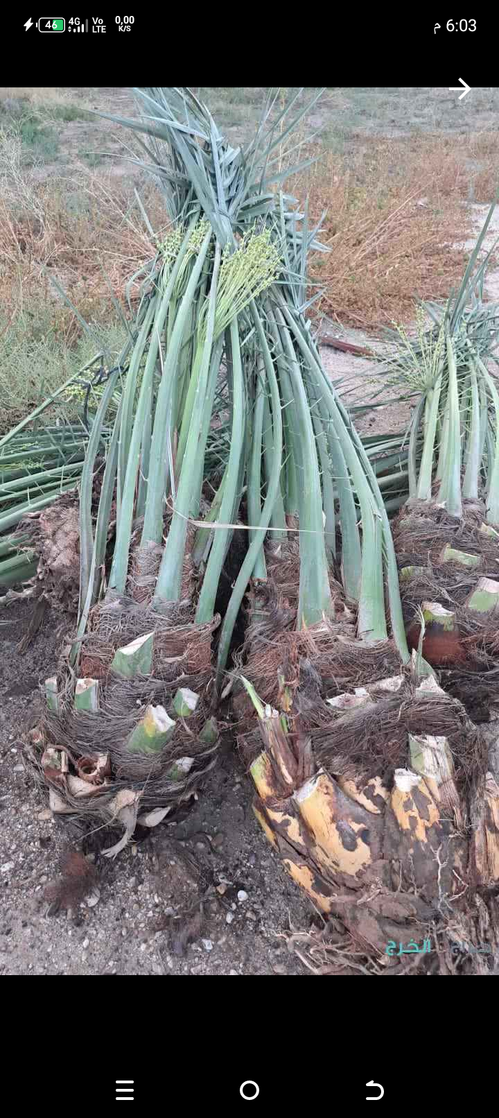 نخل للبيع جثايث فسايل نقابل فراخه