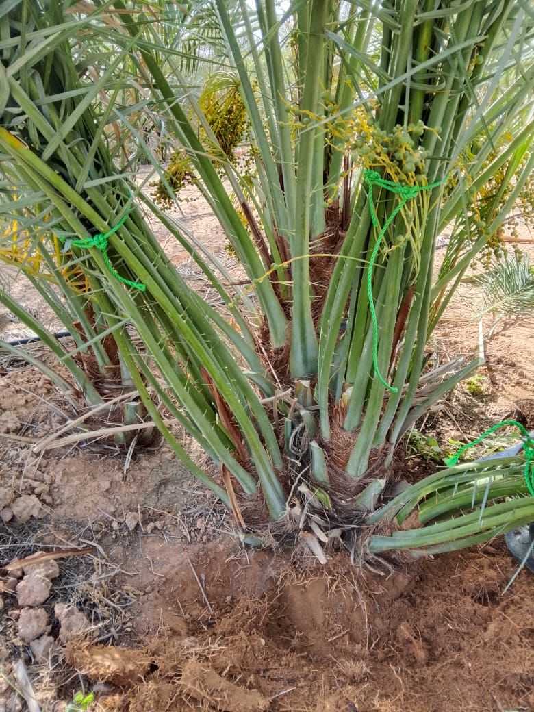 نخل للبيع جثايث فسايل نقابل فراخه